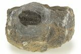 Detailed Proetid (Gerastos) Trilobite Fossil - Morocco #323185-3